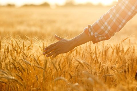 Thank you. Order thank you. Instagram post. (2)