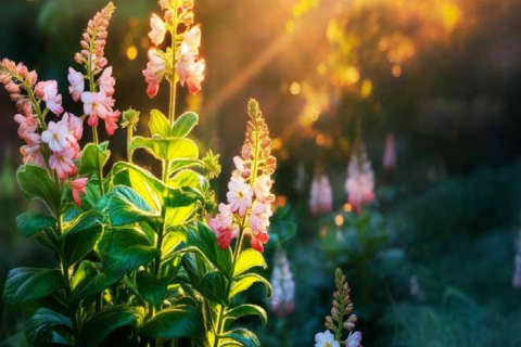 עיצוב ללא שם (1)